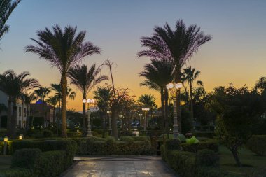Hindistan cevizi avuç içi tropic günbatımı üzerinde kum plajda. tonda.