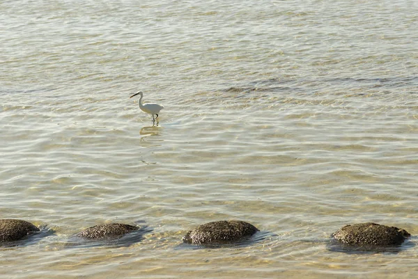Λευκό ερωδιός βόλτες στο νερό στη θάλασσα. Λευκοτσικνιά περπατώντας στην ακτή της θάλασσας. — Φωτογραφία Αρχείου