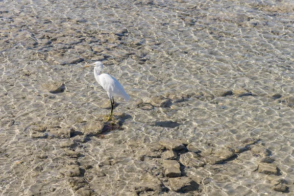 Αργυροτσικνιάς Καθαρό Νερό Θαλασσοπούλια Διαπίστωση Των Τροφίμων Στην Παραλία — Φωτογραφία Αρχείου
