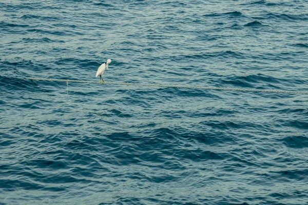 Egret Encuentra Anclaje Medio Del Mar — Foto de Stock