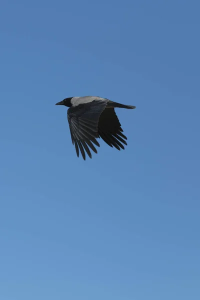 Crow Vliegen Tegen Blauwe Hemel Close Verticale Foto — Stockfoto