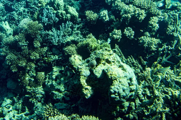 Arrecife Coral Próspero Saludable Cubierto Corales Duros Coral Suave Con — Foto de Stock
