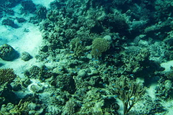 Морская Жизнь Красном Море Красный Морской Коралловый Риф Твердыми Кораллами — стоковое фото