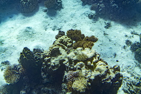 Marine Life in the Red Sea. red sea coral reef with hard corals, fishes and sunny sky shining through clean water - underwater photo. toned