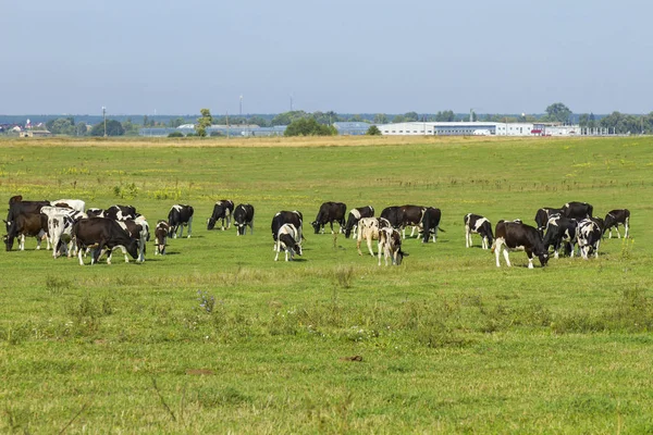 Rebanho Vacas Jovens Novilhas Pastando Exuberante Pastagem Verde Grama Dia — Fotografia de Stock