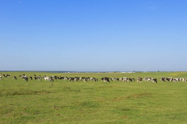 Genç inek ve çim yemyeşil bir yeşil mera güzel güneşli bir günde otlatma danalarladolu sürüsü. Siyah ve beyaz inekler aydınlık ve güneşli günde çimenli alanda