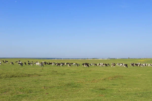 Rebanho Vacas Jovens Novilhas Pastando Exuberante Pasto Verde Grama Belo — Fotografia de Stock