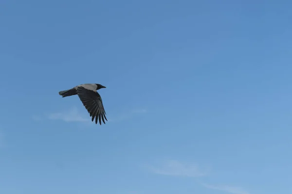 Crow Vliegen Tegen Blauwe Hemel — Stockfoto