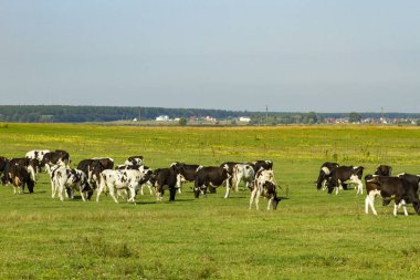 Genç inek ve çim yemyeşil bir yeşil mera güzel güneşli bir günde otlatma danalarladolu sürüsü. Siyah ve beyaz inekler aydınlık ve güneşli günde çimenli alanda