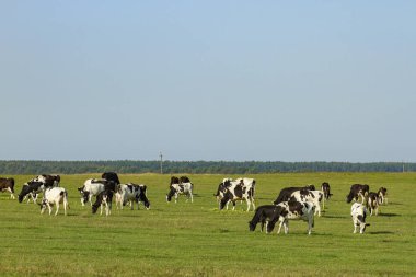 Genç inek ve çim yemyeşil bir yeşil mera güzel güneşli bir günde otlatma danalarladolu sürüsü. Siyah ve beyaz inekler aydınlık ve güneşli günde çimenli alanda.