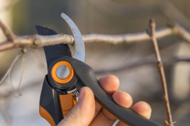 bir bahçıvan ağaç ilkbaharda kesiyor. Bahar budama makası ile budama.