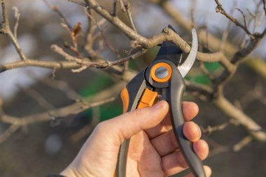 bir bahçıvan ağaç ilkbaharda kesiyor. Bahar budama makası ile budama.