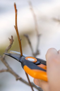 Bahar budama budama makası ile. Bahçıvan pruns meyve ağaçları budayıcı makası ile. Çiftçi el ile doğal yeşil zemin üzerine Bahçe secateurs. dikey fotoğraf.