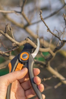 bir bahçıvan ağaç ilkbaharda kesiyor. Bahar budama budama makası ile. dikey fotoğraf