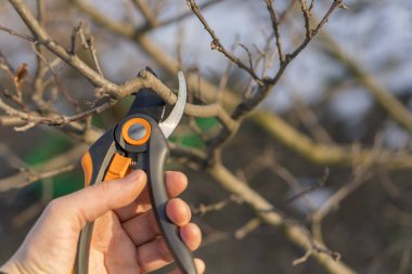 bir bahçıvan ağaç ilkbaharda kesiyor. Bahar budama makası ile budama.
