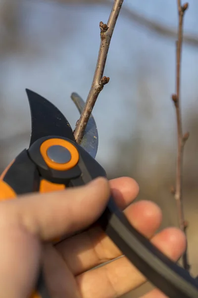 a gardener is cutting the tree in springtime. pruning with pruning shears in spring. vertical photo.