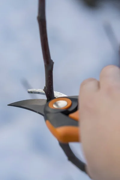 pruning with pruning shears in spring. Gardener pruns the fruit trees by pruner shears. Farmer hand with garden secateurs on natural green background. vertical photo