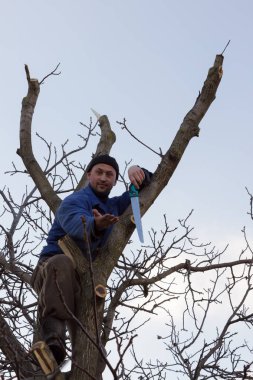Bahçıvan testere ile ağaç üzerinde