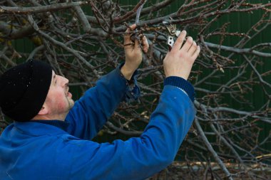 Bahçıvan onları secateurs şube ile kırpar