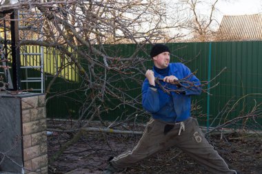 Çalışma giysili genç bahçıvan ceviz dalı çeker