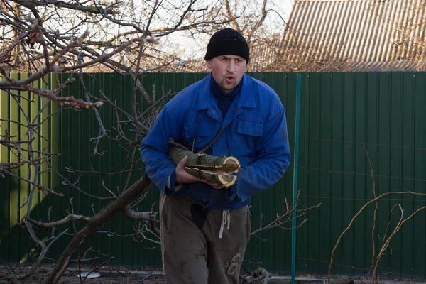 Молодой садовник в рабочей одежде тянет ветку грецкого ореха — стоковое фото