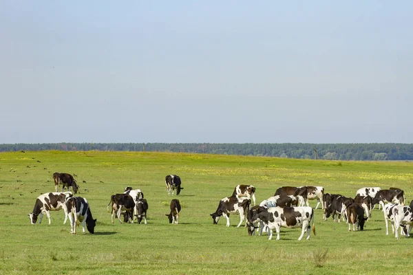 Um rebanho de vacas jovens e novilhas pastando em um exuberante pasto verde de grama em um belo dia ensolarado. Vacas pretas e brancas em um campo gramado em um dia brilhante e ensolarado — Fotografia de Stock