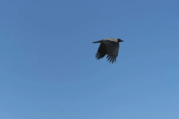 Κοράκι πτήσης κατά τον καταγάλανο ουρανό — Φωτογραφία Αρχείου