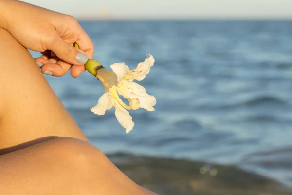 Bunga Putih Frangipani Tangan Wanita Melawan Pantai Laut Dan Langit — Stok Foto