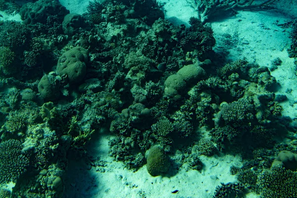 Морская Жизнь Красном Море Красный Морской Коралловый Риф Твердыми Кораллами — стоковое фото