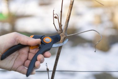 Ağacı kesiciyle budayorum. Meyve ağaçlarının bahar budamı. pruner üzüm dalı keser.