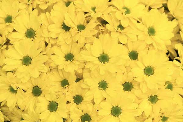 Pozadí Květin Žlutá Chryzantézová Rozkvetlá Květinová Struktura — Stock fotografie