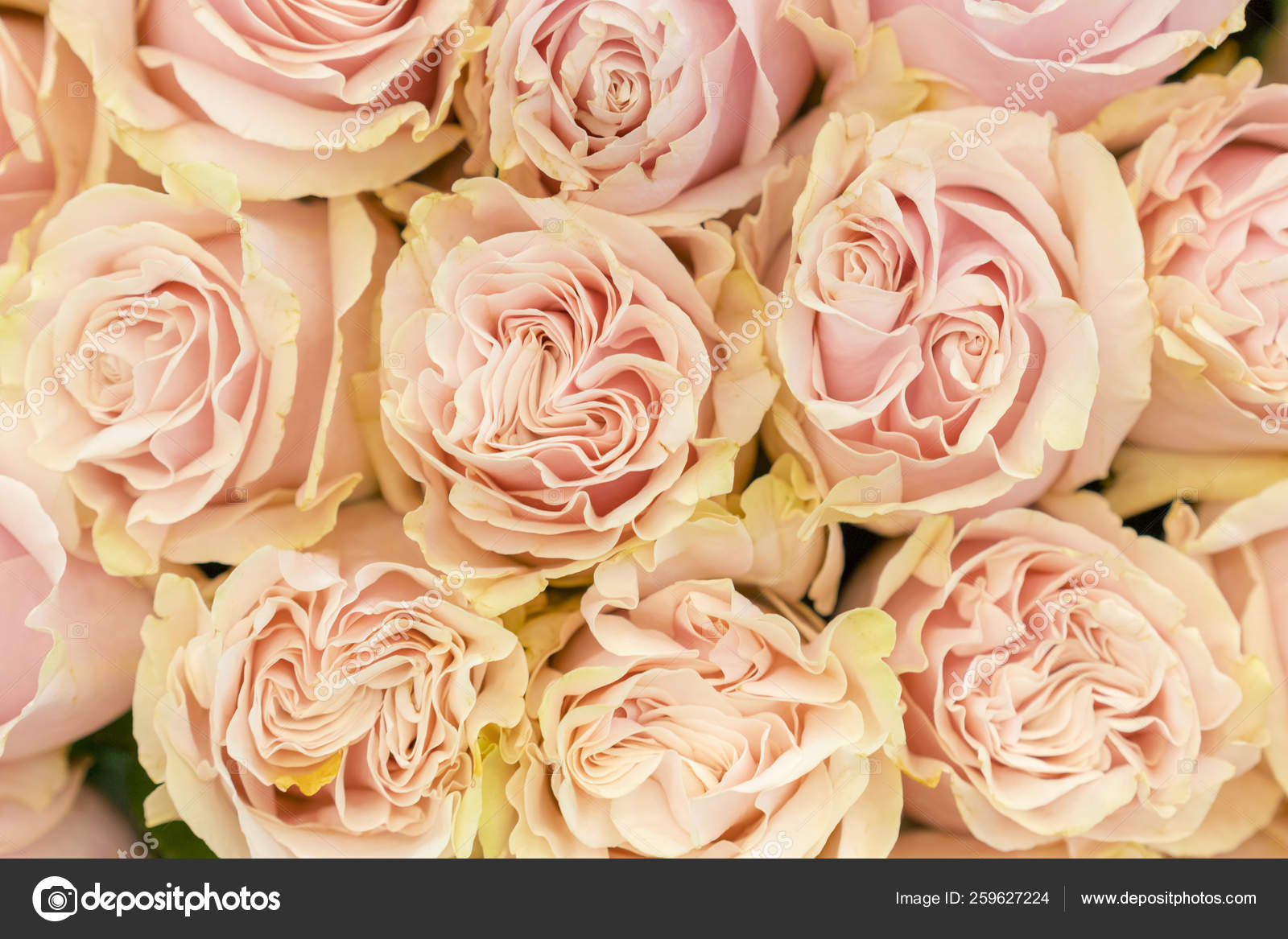Rosas color durazno fotos de stock, imágenes de Rosas color durazno sin  royalties | Depositphotos
