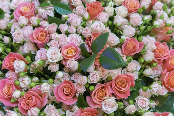 Güzel taze kırmızı ve pembe güller. gül güzel buket.