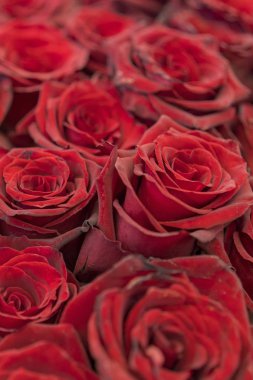 Kırmızı güller arka plan. Taze kırmızı ve bordo güller. Kırmızı gül tomurcukları. dikey fotoğraf.