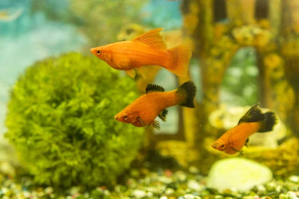 다채로운 물고기 수족관 식물을에서 수족관에 물고기 — 스톡 사진