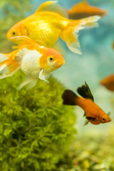 植物と水族館で泳ぐ熱帯のカラフルな魚 緑の美しい植えられた熱帯の淡水水族館の魚 縦の写真 — ストック写真
