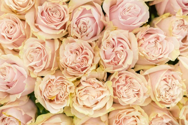 Background of pink orange and peach roses. Fresh pink roses. A huge bouquet of flowers. The best gift for women.