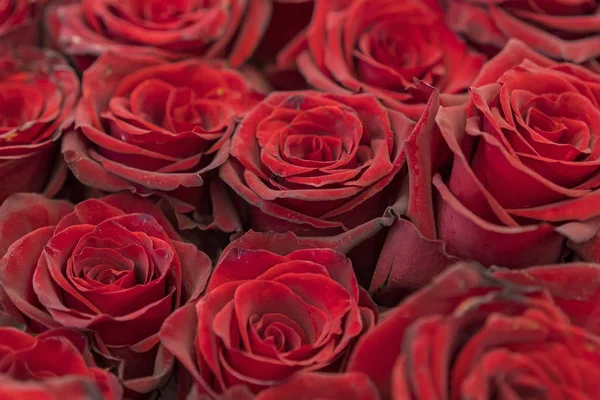 Red Roses Background Fresh Red Burgundy Roses Red Rose Buds — Stock Photo, Image