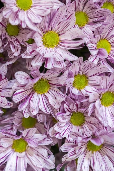 Close up of beautiful pink flower background. Beautiful background of fresh flowers. vertical photo.