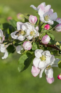 Bal arısı tozlaştırıcı elma çiçeği. Elma ağacı açar. Bahar çiçekleri. dikey fotoğraf.