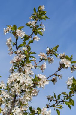 mavi gökyüzüne karşı bahar beyaz çiçek. mavi gökyüzü bahar sezonunda kiraz çiçeği çiçek tam çiçek. dikey fotoğraf.