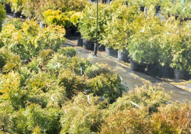 serada iğne yapraklı ağaçların satır. ilkbaharda satılık bir kreş dışında bitkiler. Bitkiler için fidanlık.