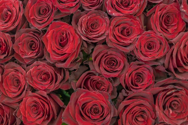 Red Roses Background Fresh Red Burgundy Roses Red Rose Buds — Stock Photo, Image