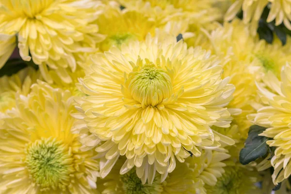 Yellow Chrysanthemum Flowers Yellow Flower Garden Gardening Botany Floristry Texture — 스톡 사진