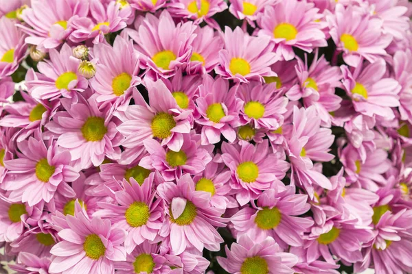 多くのピンクの菊 小さなピンクの花 ピンクの菊の背景 — ストック写真