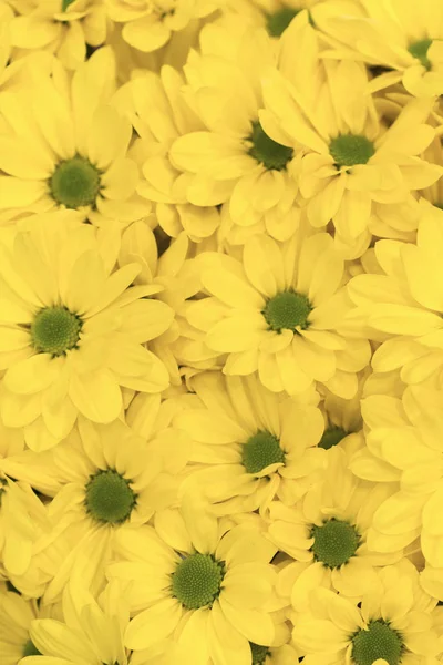 黄色の花の背景黄色の菊のデイジーの花の背景パターンが咲きます 垂直写真 — ストック写真