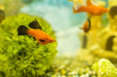 Renkli tropikal yüzme tesisleri ile Akvaryum/süs balıkları. yeşil güzel ile tatlı su akvaryum balık ekili tropikal.