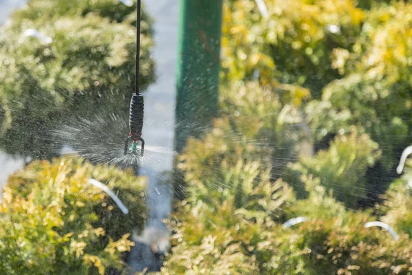 Fila Árvores Coníferas Estufa Plantas Fora Quarto Crianças Venda Primavera — Fotografia de Stock