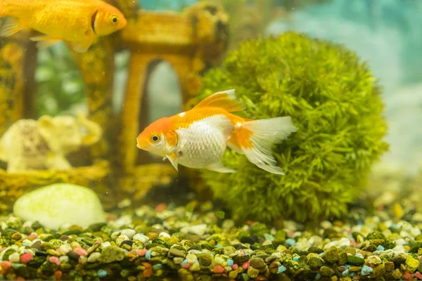 Goudvissen Zoetwater Aquarium Met Prachtige Groene Geplant Tropische Tropische Vis — Stockfoto