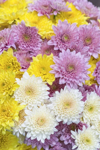 Nahaufnahme Von Gelben Weißen Und Rosa Chrysanthemen Gänseblümchen Blume Schöne — Stockfoto